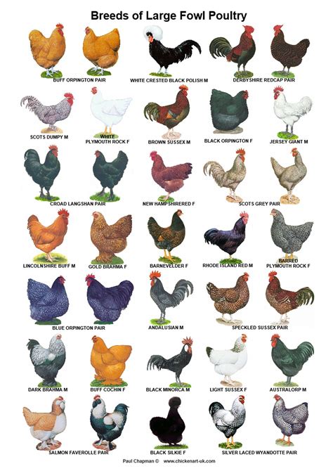 different chicken breeds chart
